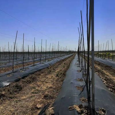 Κηπουρική χόρτο Γεωργία Κάλυψη εδάφους Τοπίο Υφάσματα Τέλο Πατσιαμάτουρα Πλαστικό φιλμ χάλυβα Γεωργία