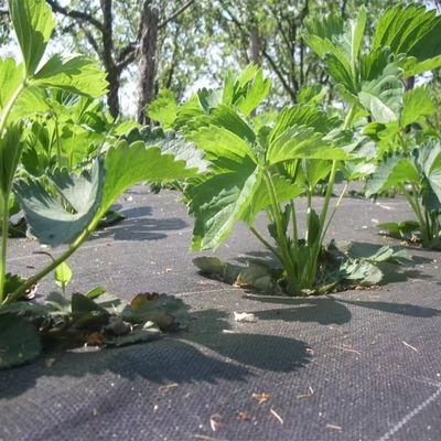 Προστατευτικό PP υφασμένο μεμβράνη PE Ground Cover Mesh Weed Mat Roll Anti Grass Weed Mulch Film